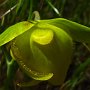 Mt. Diablo Globe Lily (Calochortus pulchellus): These natives grew in abundance even though they are classified 1B.2 (Fairly endangered in California) by the CNPS.